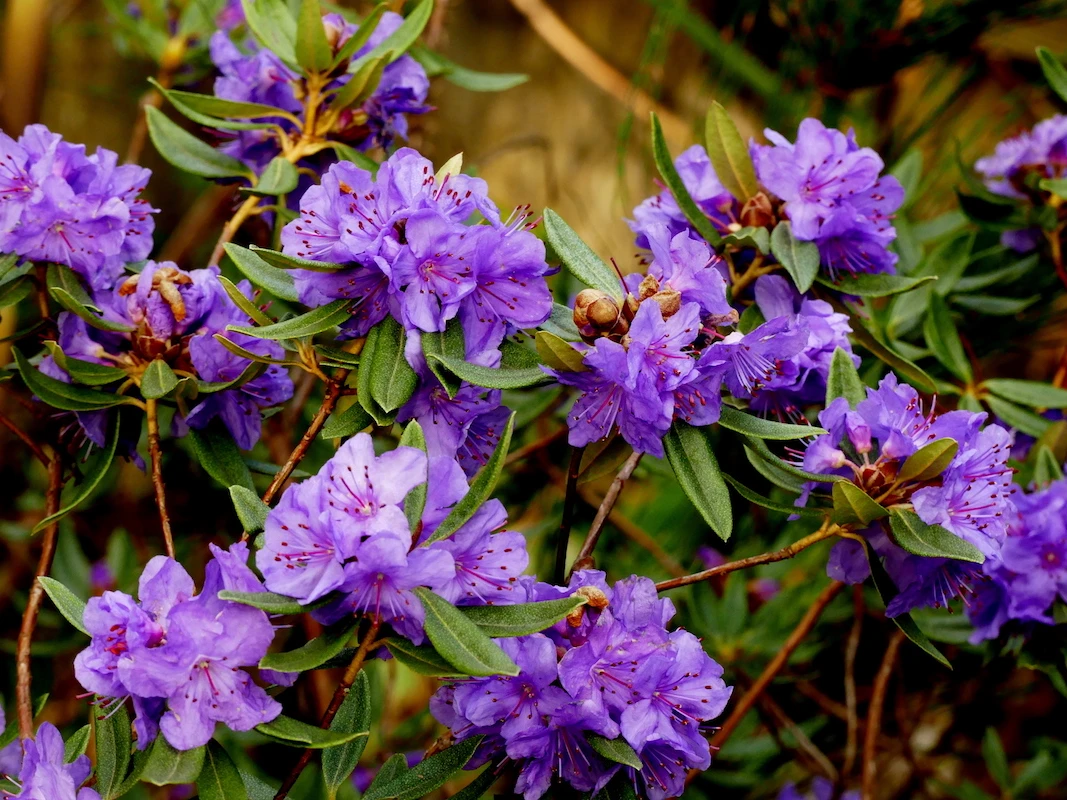 R. hippophaeoides 'Haba Shan' AGM